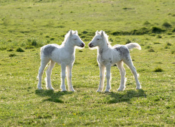 Two colt foals standing next to each other in the meadow