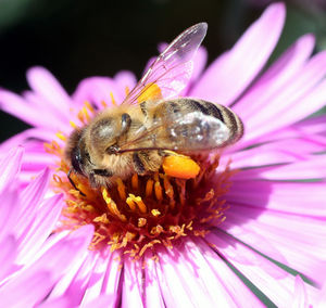 Close-up of honey bee on pink flower