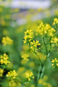 Close-up of yellow flower