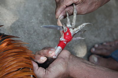 Cropped image of man holding rooster during cock fighting