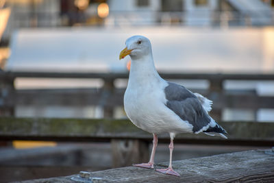 Close-up of seagull perching on wood