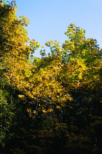 Low angle view of trees against clear sky