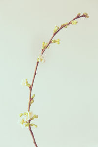 Close-up of flowers