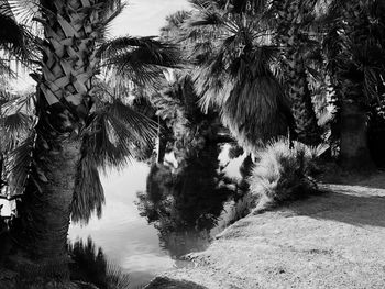 Scenic view of palm trees against sky