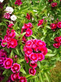 High angle view of pink flowers blooming outdoors