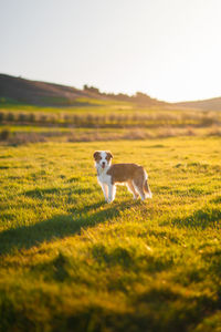 View of a dog on landscape