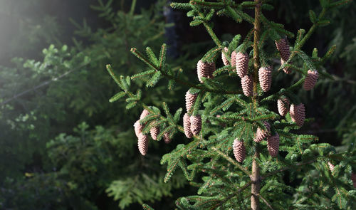 Close-up of pine tree with cones