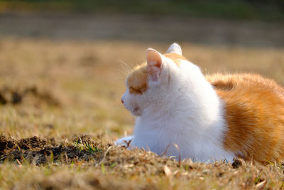 Dog standing on field
