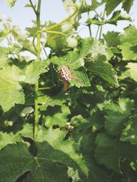 Close-up of butterfly on leaves