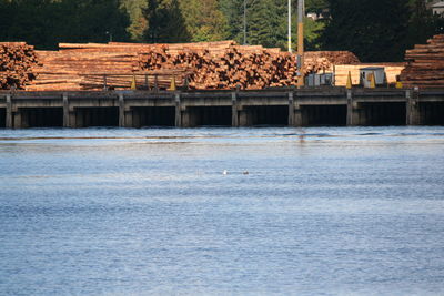 Birds by river against lumber