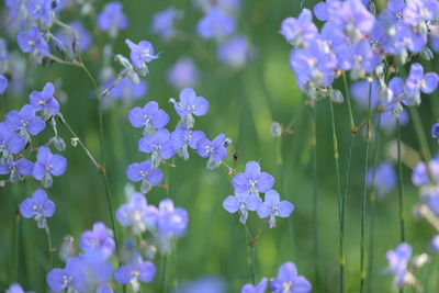 Close-up of purple flowering plants