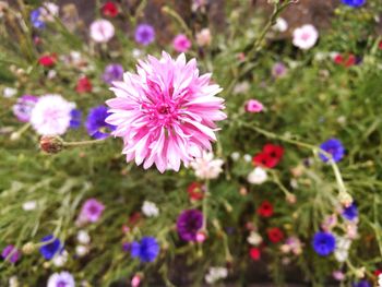 Close-up of flowers blooming on field