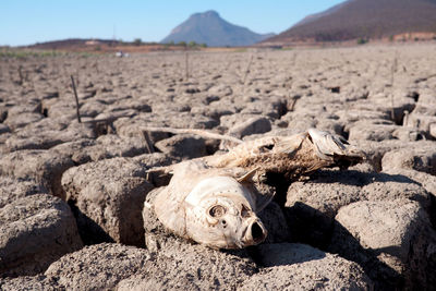 Scenic view of a desert