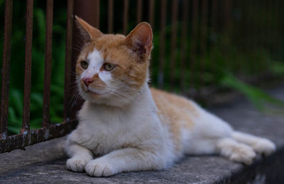 View of a cat looking away