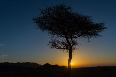 Low angle view of tree against sky during sunset