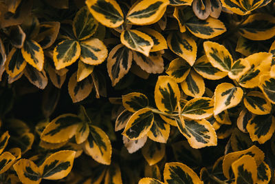 Full frame shot of yellow leaves