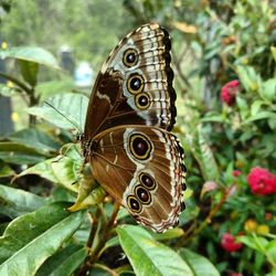 Close-up of butterfly perching on plant