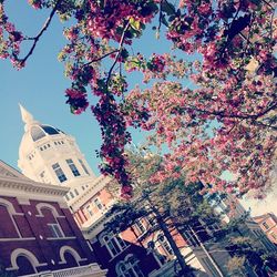 Low angle view of flowers on tree