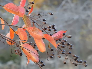 Close-up of leaves on twig