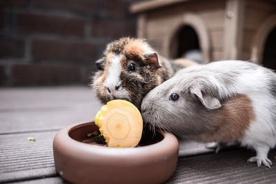 Close-up of guinea pigs eating food