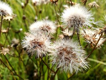 Close-up of dandelion