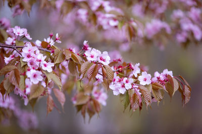 Close-up of pink cherry blossoms in spring