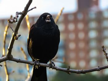 Close-up of bird perching outdoors