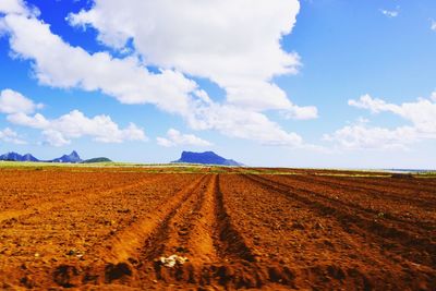 Scenic view of agricultural field against sky