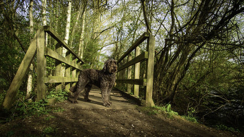 Walkway amidst trees in forest