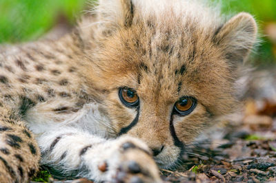 Cheetah in the wild, africa