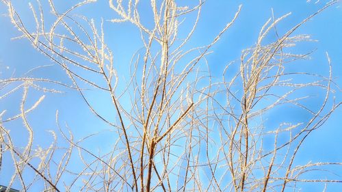 Low angle view of bare tree against clear blue sky