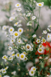 Close-up of white daisy flowers