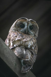 Close-up of owl perching