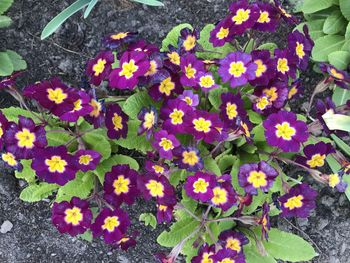 High angle view of multi colored flowering plants