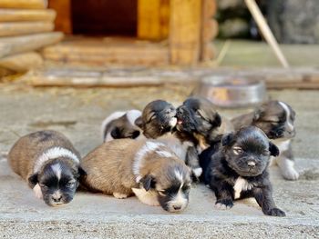 High angle view of dogs