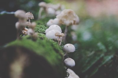 Close-up of mushrooms growing outdoors