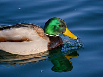 Duck swimming in the lake