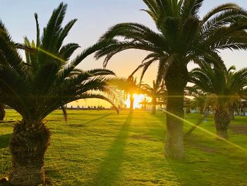 Palm trees on field against sky