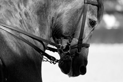 Close-up of horse