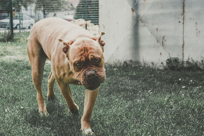 Portrait of dog on field