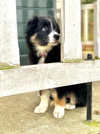 Dog looking away outdoors