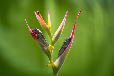 Close-up of insect on flower