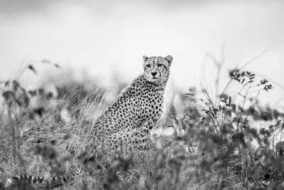 Cheetah on field