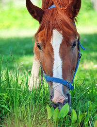 Close-up of horse