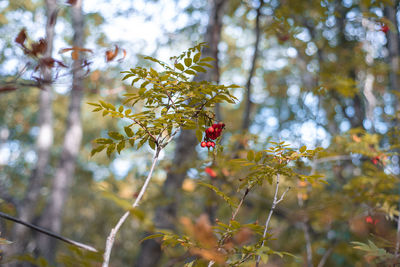 Low angle view of insect on plant