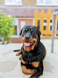 Portrait of dog sitting outdoors