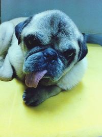 Close-up portrait of a dog