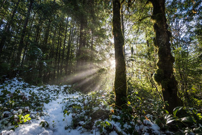 Trees in forest