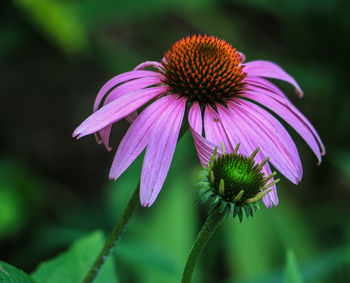 Close-up of purple coneflower blooming outdoors