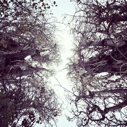 Low angle view of trees against sky